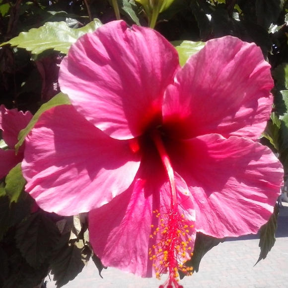 Meet your Posher, Roxann - Picture 1 of 1